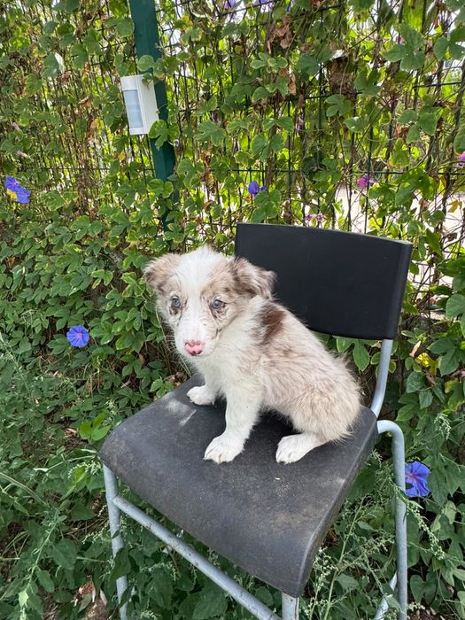 Menina Border Collie ChocoMerle Linda