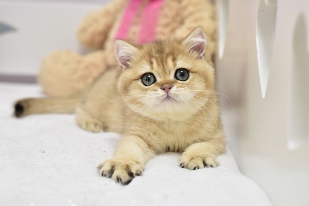 Золотая шиншилла ny 11,британский короткошерстный котик