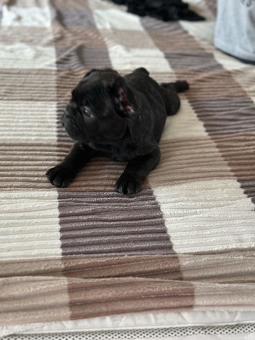 Французкий Бульдог, Щенки, собачки