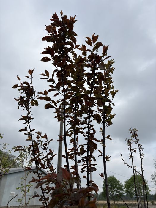 Śliwa wiśniowa (Prunus cerasifera pissardii)