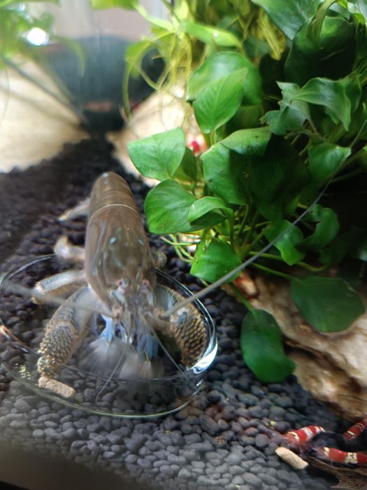 Duża zdrowa atya gabonensis  krewetka gabońska 10cm