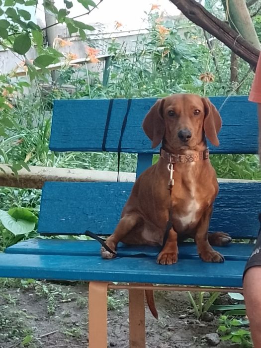 Загубилась собакк