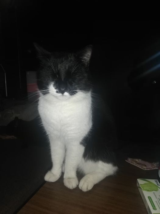 Zaginoł kot biało czarny