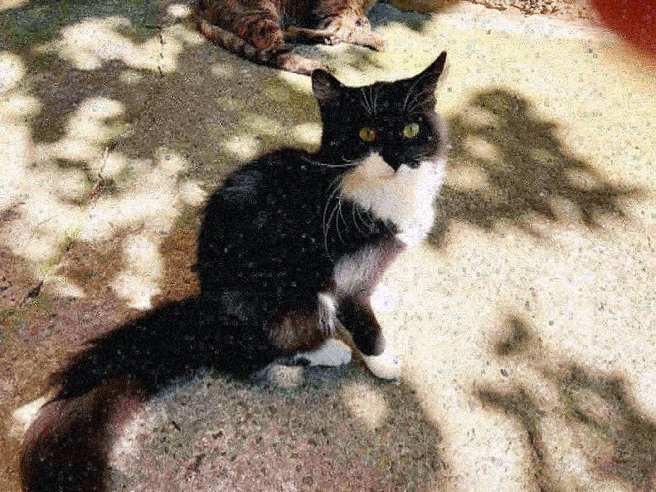 Пухнаста кішечка в добрі руки