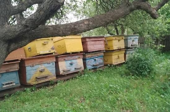 Пропадам пасіку, бджоли, пусті вулики