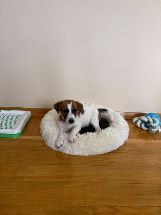 Jack Russell Terrier ZKWP/ FCI