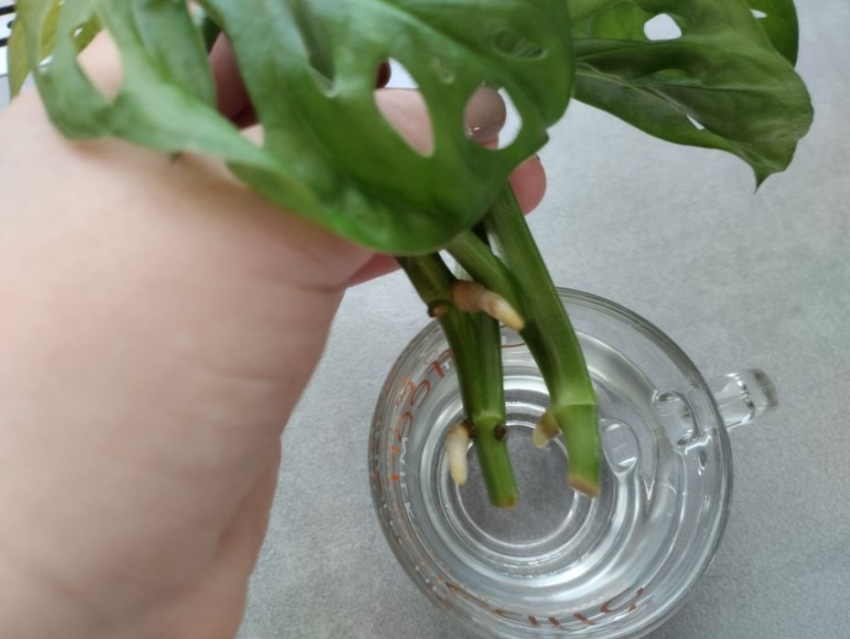 Monstera monkey mask
