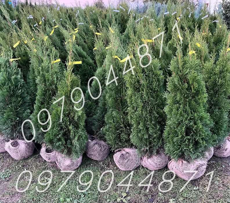 туя Смарагд  : 1.7-1.8м : ялівець,ялини,