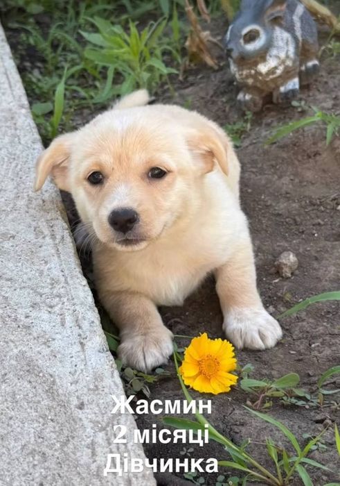 Отдам даром в добрые руки щенков метисы небольшой породы
