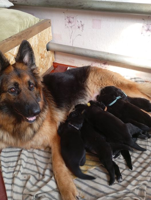 Продаж цуценят ДШ Німецької вівчарки