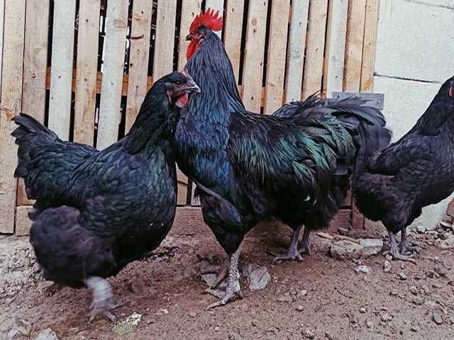 Інкубаційне яйце.(Курчата) Джерсійський гігант - чорний, блакитний.