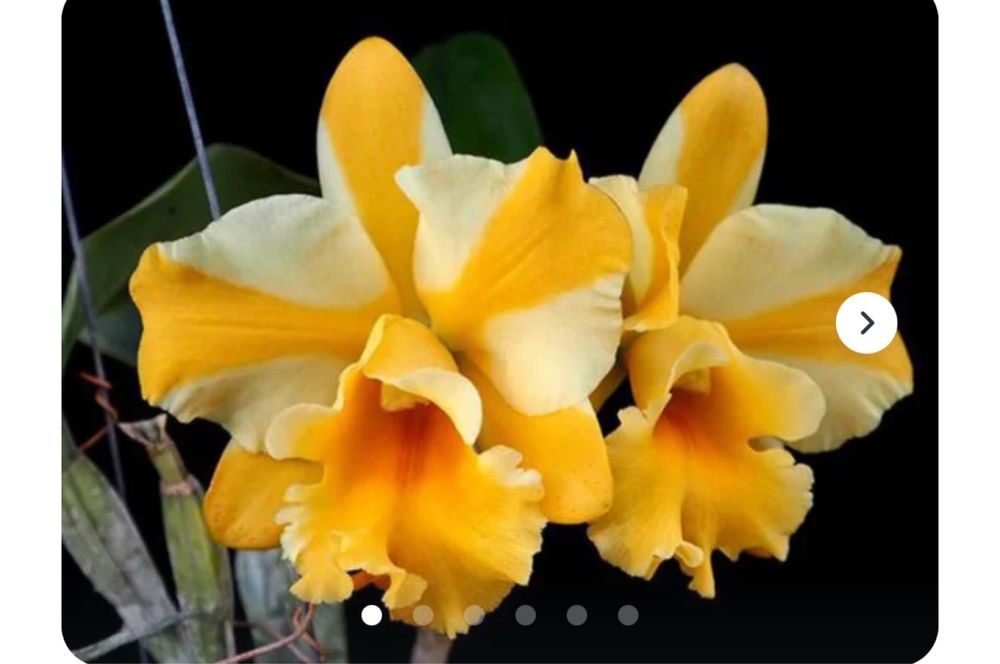 Orquidea Cattleya collecção flor grande xl