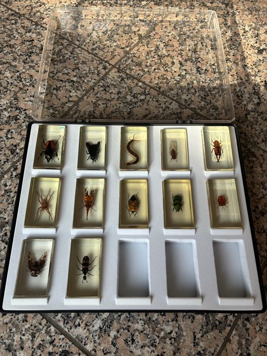 Coleção de Insetos Reais National Geographic