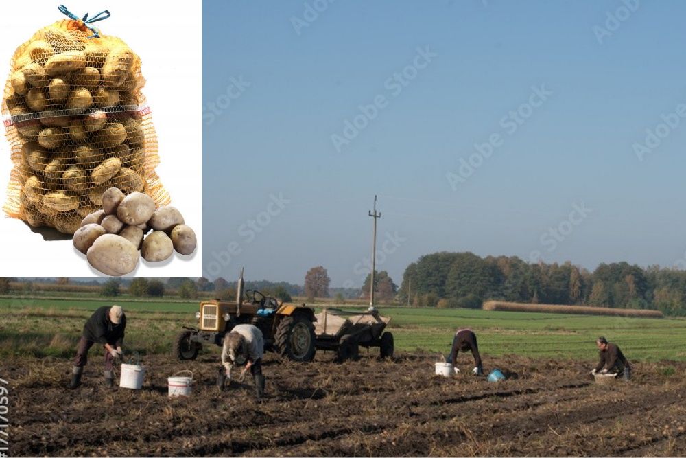 Ziemniaki od rolnika