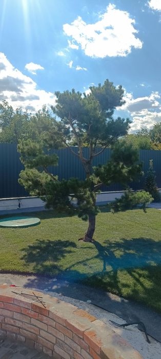 Ландшафтный дизайн 3d рулонный газон автополив газон