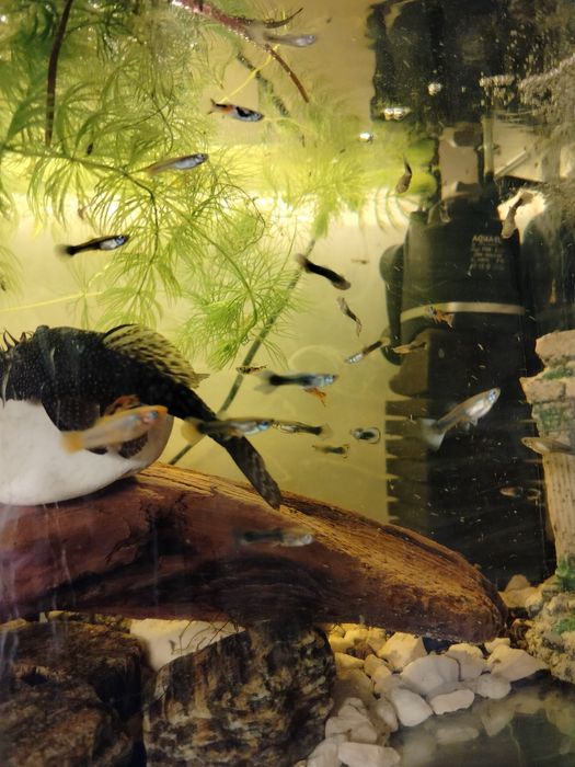 Akwarium 54l kompletne