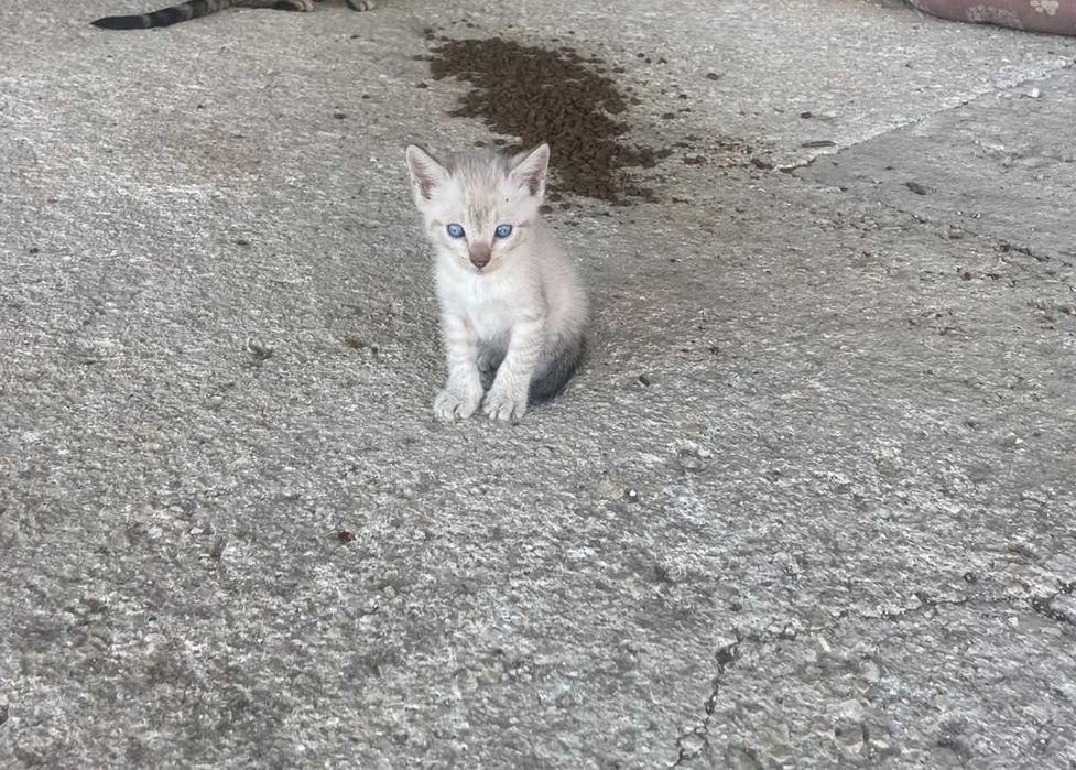 Gatinhos para adoção
