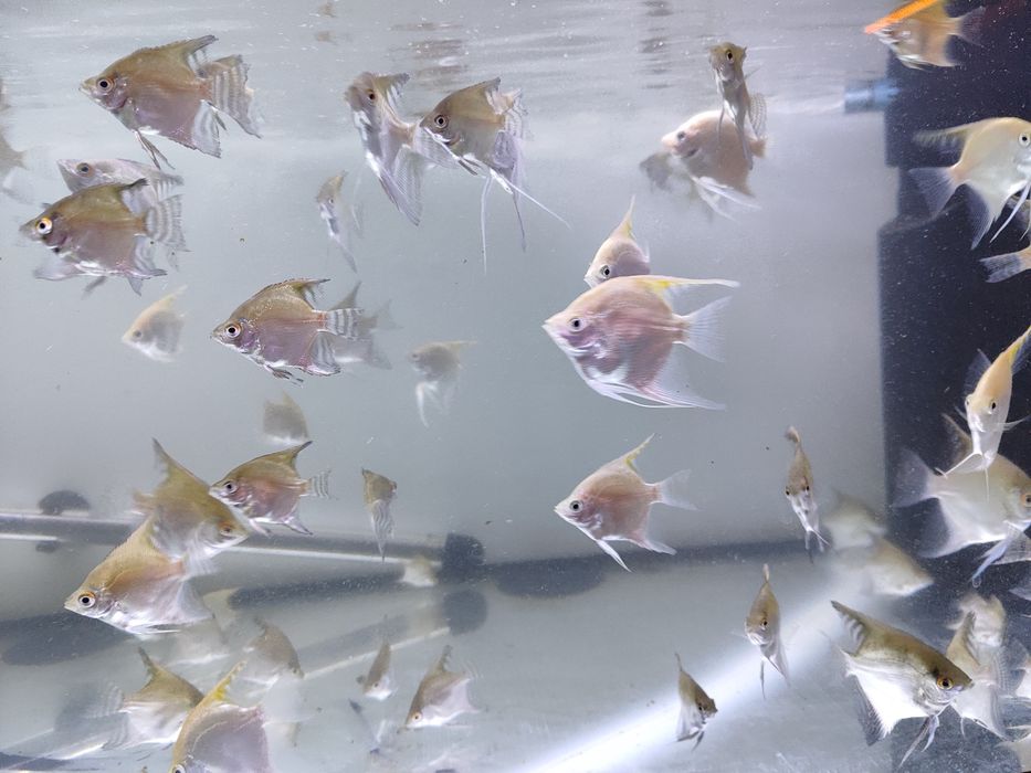 Peixes Escalares gold e zebra