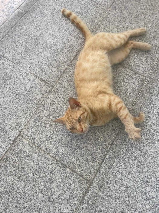 Gatinho com 7/8 meses para adoção