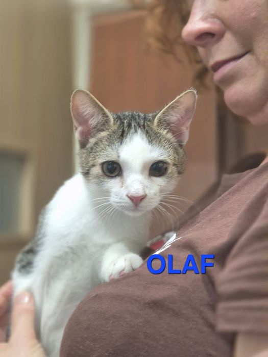 Kocięta do adopcji!