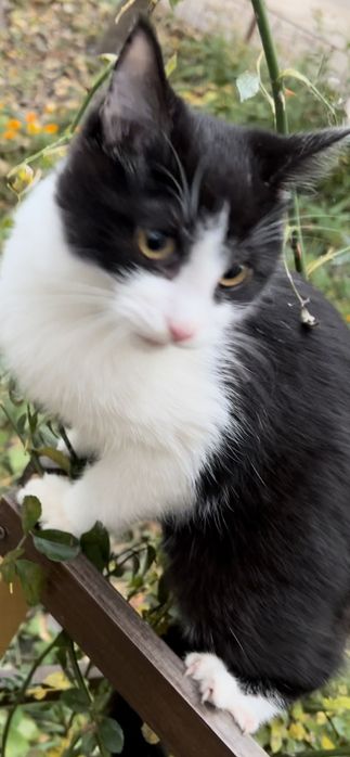 Котик шукає найкращі ручки