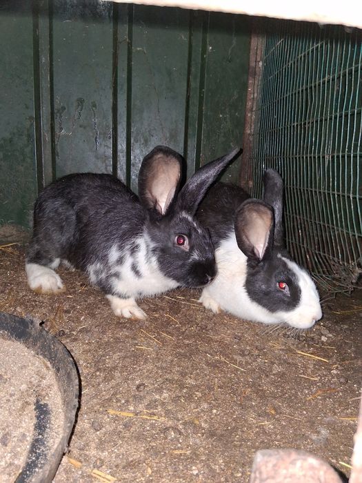 Vendo coelhos de ninhadas novas!