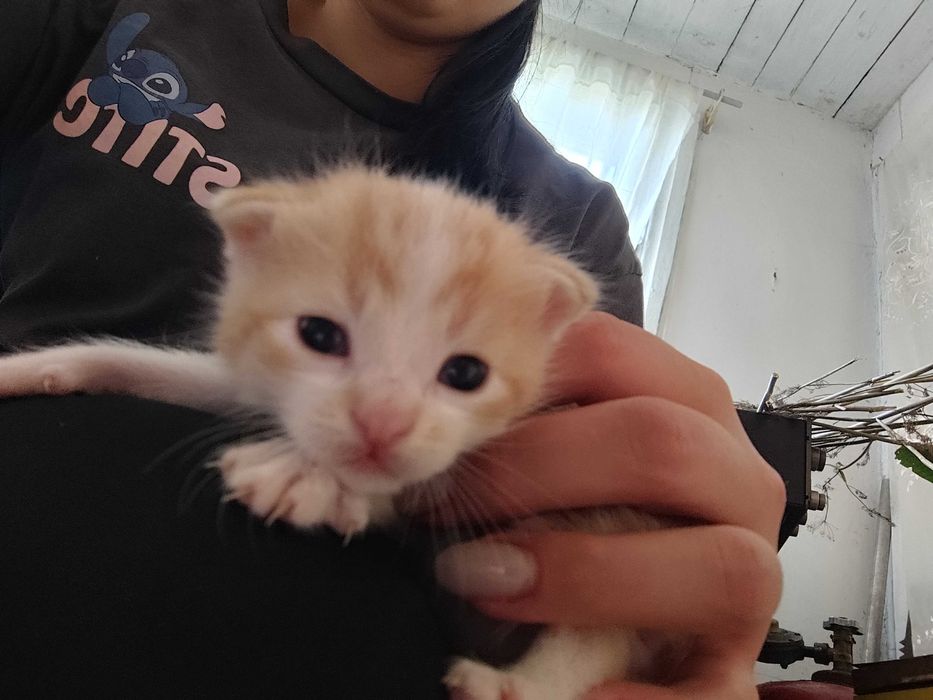 Кошенята безкоштовно