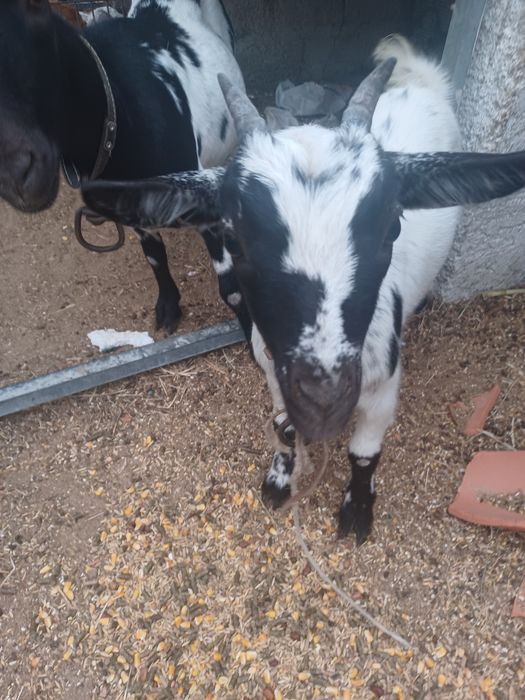 Vendo cabras lindas