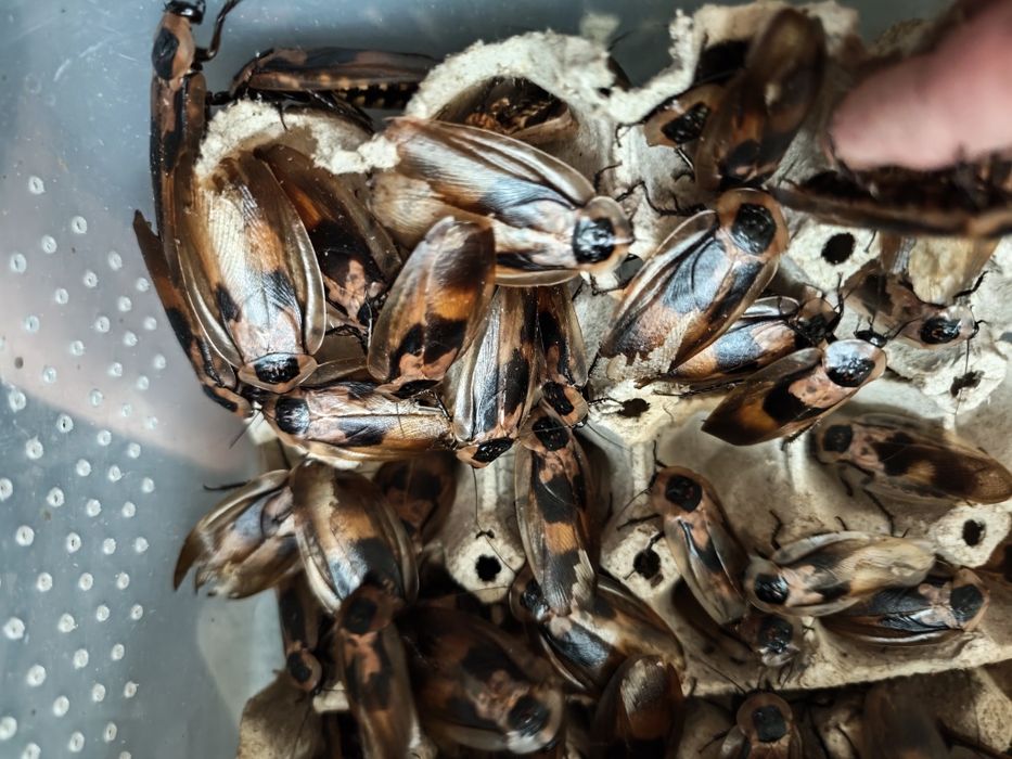 Karaczan brazylijski 20 Sztuk mixu 2-5 cm