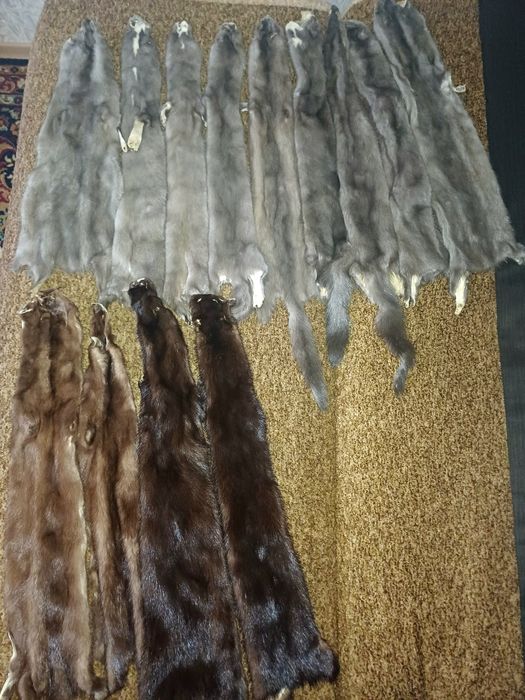 Продам шкурки норки