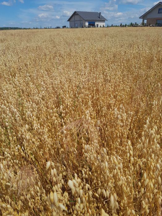 Owies ozimy Snowbird Kws  po centrali gęstość 51,1