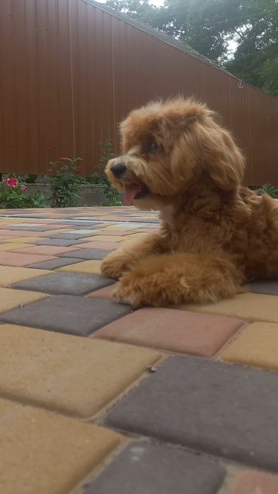 Такий вже гарний