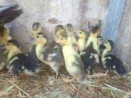 Patos Mudos com 3 a 4 semanas