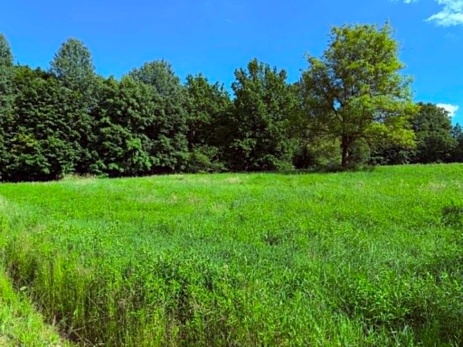 Kazimierz Dolny, działka pomiędzy wąwozami, piękne drzewa, cisza, 2 km od Rynku, ulica Doły - Widok 3