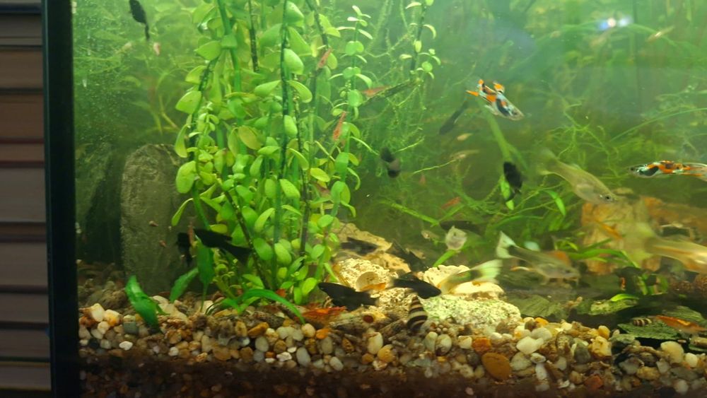 Molinezja czarna i nakrapiana. Młode rybki akwariowe. Zdrowe..