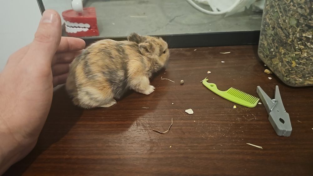 Coelhos anãos e orelhudos