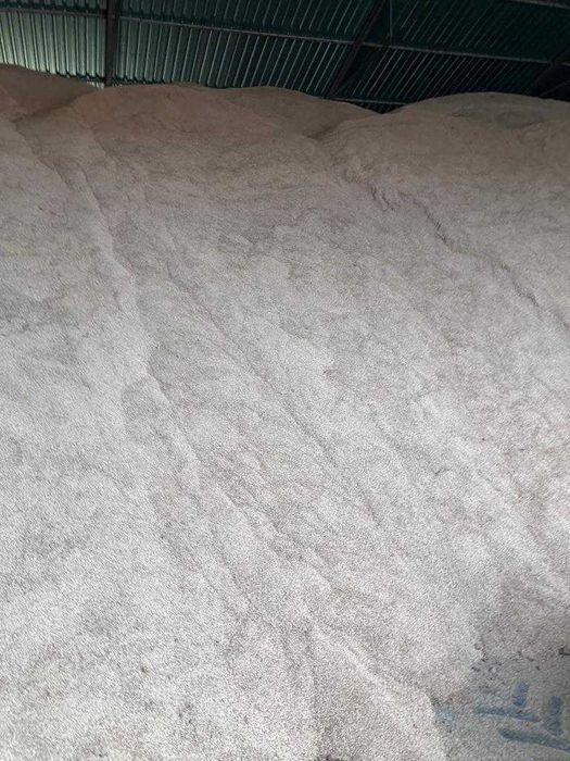 Caroço de Azeitona Portuguesa com baixo teor de humidade (-15%)