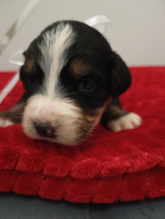 Berneński Pies Pasterski