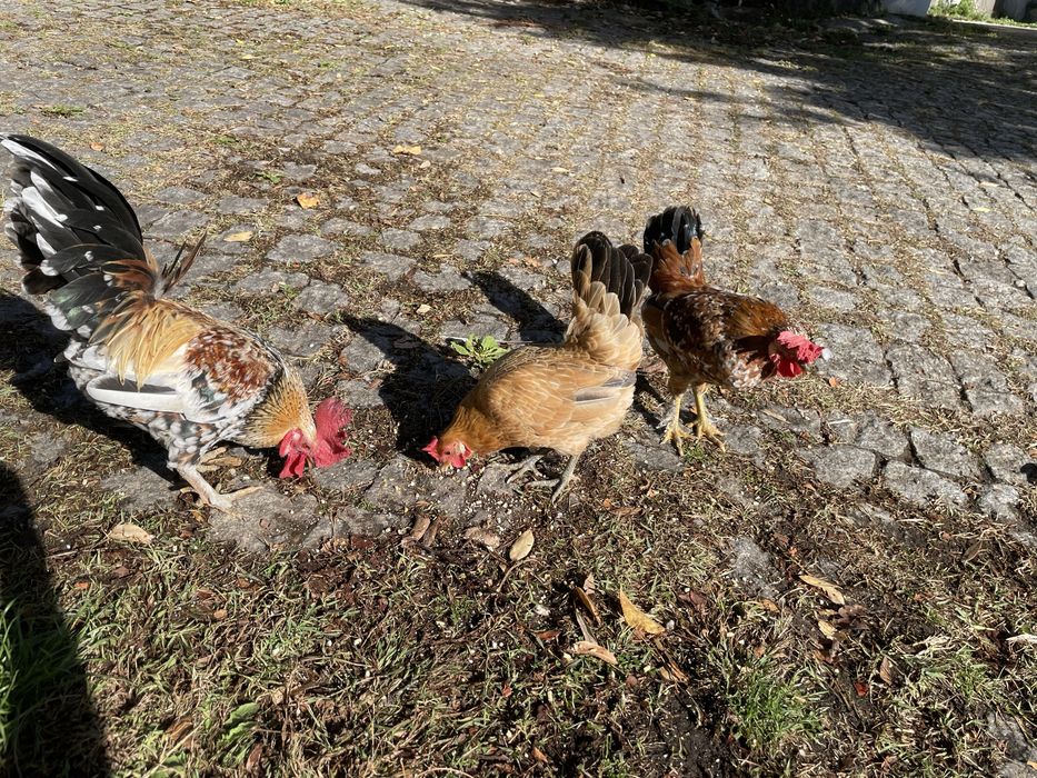 Galo e frango garnizes
