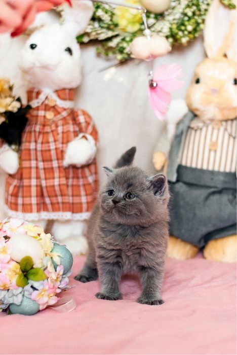 Маленькі шотландці