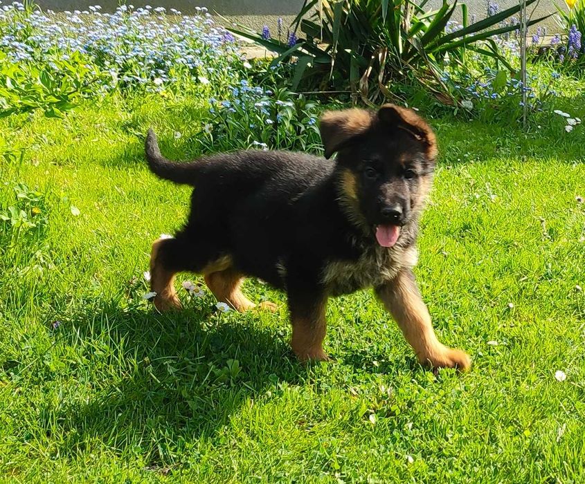 Owczarek niemiecki krótkowłosy FCI suczka 2 miesiące