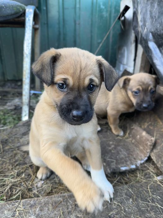 В добрі руки дівчатка