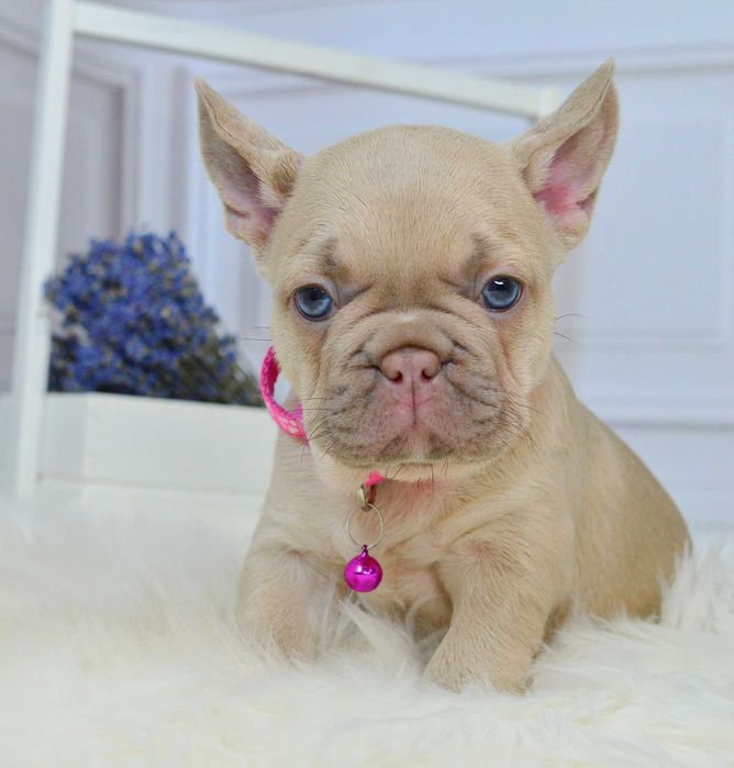 Неймовірні крихітки у пошука люблячих родин!