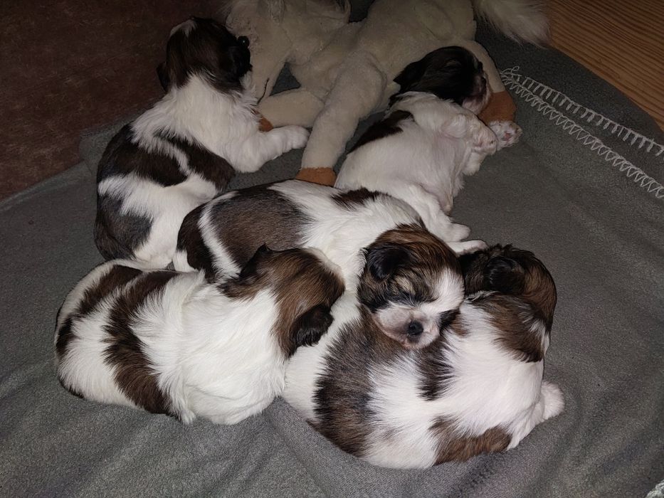 Shih-tzu szukają kochających domów