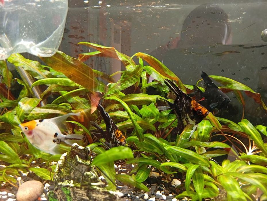 Rybki akwariowe zmiana obsady