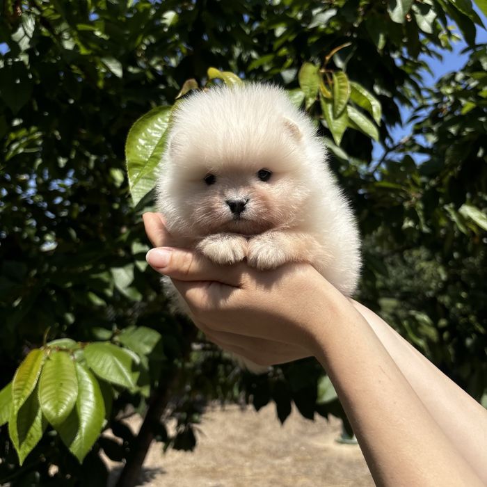 шикарна дівчинка шоу классу