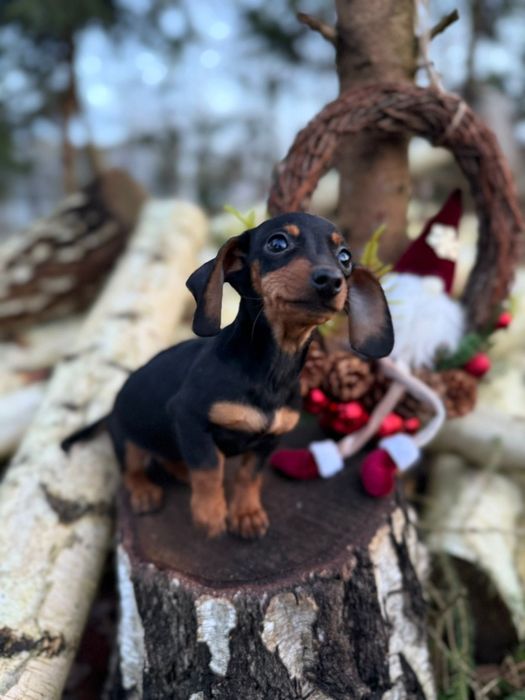 Jamnik krótkowłosy miniaturowy rodowód