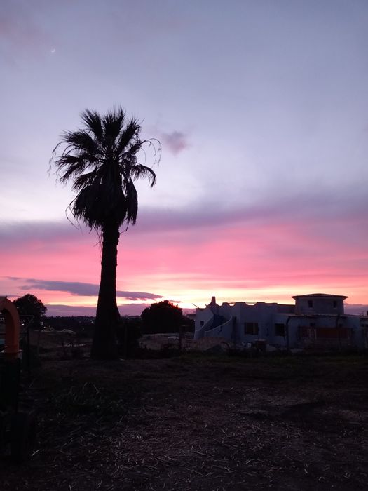 Limpeza de palmeiras