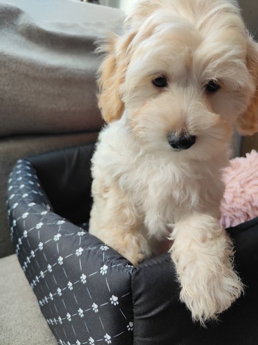 Maltipoo F1 suczka maltańczyk i pudel toy