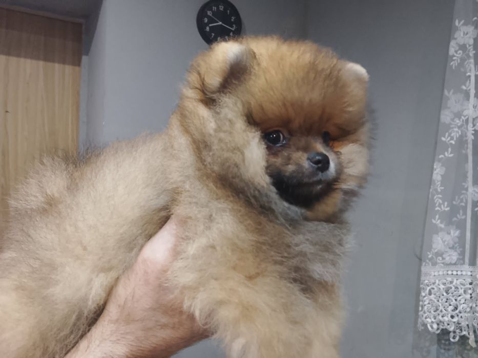 Piękny chłopak pomerianian